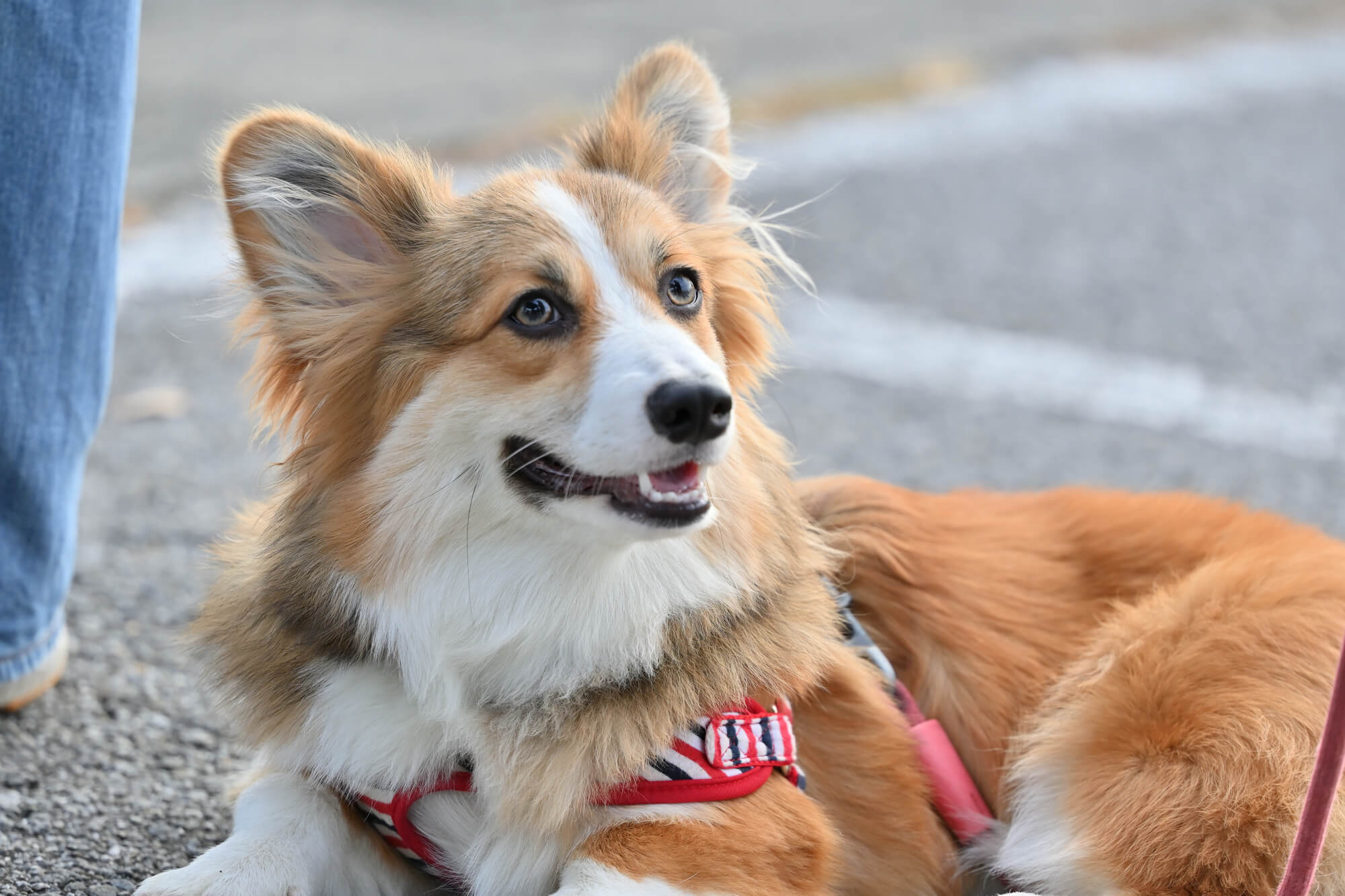 犬用リードに関するよくある質問
